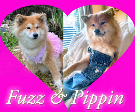 Fuzz & Pippin