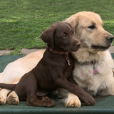 Entry image for Chance and Nara