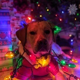Entry image for Sam