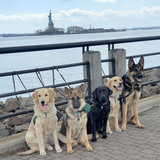 Entry image for Winnie, Brady, Gwen, Lady and Vegas