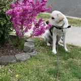 Entry image for Dalton 