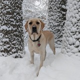 Entry image for Marcus