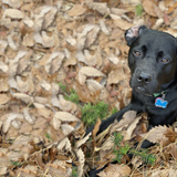 Entry image for Sadie