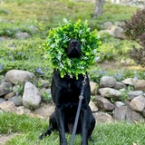 Entry image for Jade