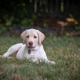 Entry image for Nacho 