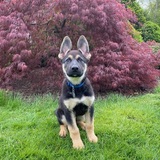 Entry image for Obi