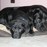 Entry image for Nate and Fresca