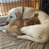 Entry image for Dempsey and Wyatt