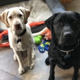 Entry image for Indy and Ethan