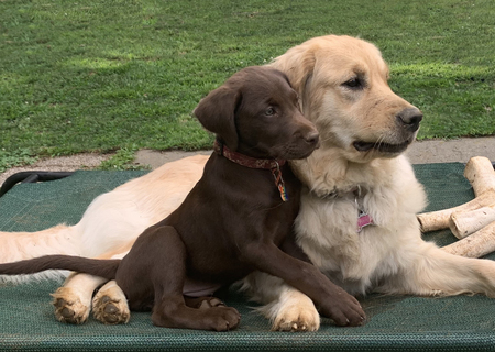 Entry image for Chance and Nara. Clicking this image will show a larger photo