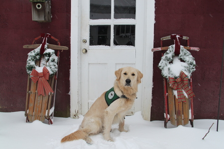 Entry image for Chico  . Clicking this image will show a larger photo