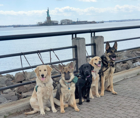 Entry image for Winnie, Brady, Gwen, Lady and Vegas. Clicking this image will show a larger photo