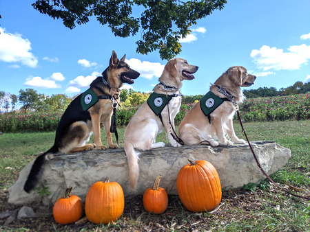 Entry image for Kalvin, Patrick and Vesper. Clicking this image will show a larger photo