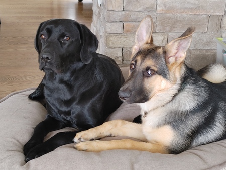 Entry image for Debbie and Kira. Clicking this image will show a larger photo