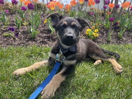 Entry image for Otis. Clicking this image will show a larger photo