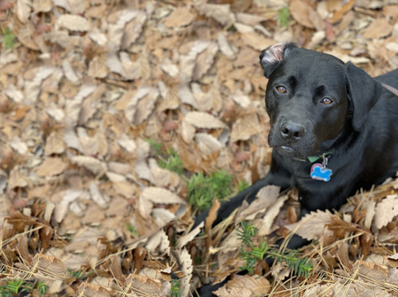 Entry image for Sadie. Clicking this image will show a larger photo