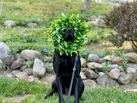 Entry image for Jade. Clicking this image will show a larger photo