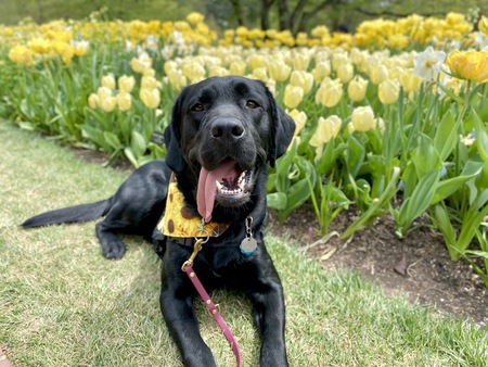 Entry image for Iggy. Clicking this image will show a larger photo