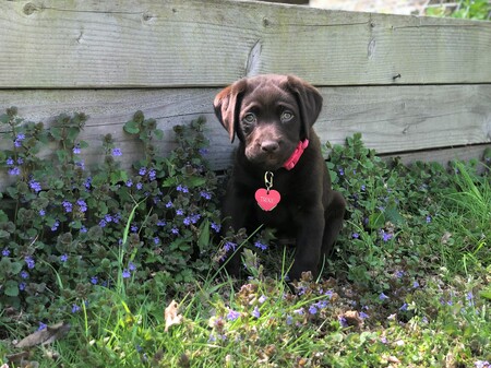 Entry image for Trixie. Clicking this image will show a larger photo