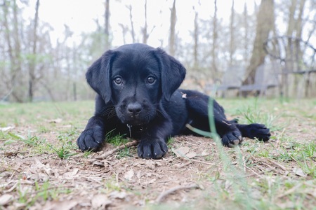 Entry image for Raja. Clicking this image will show a larger photo