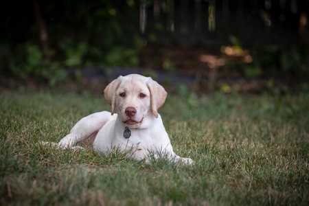Entry image for Nacho . Clicking this image will show a larger photo