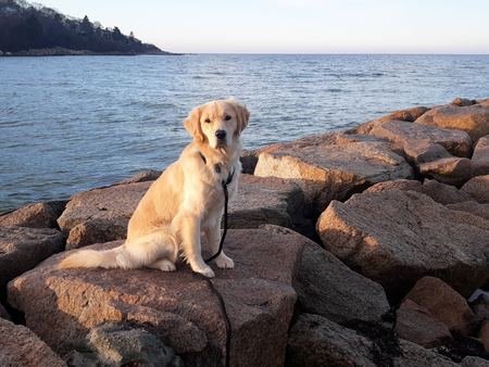 Entry image for Opie. Clicking this image will show a larger photo