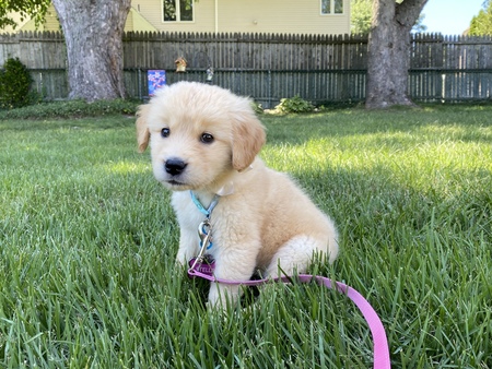 Entry image for Stella. Clicking this image will show a larger photo
