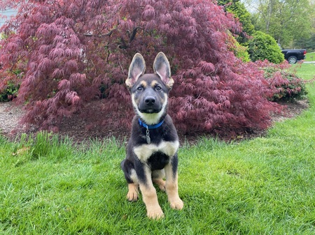 Entry image for Obi. Clicking this image will show a larger photo