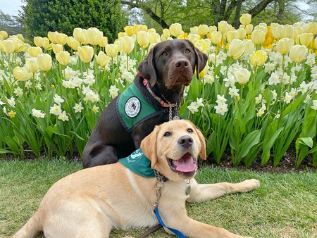 Entry image for Joey and Zilla . Clicking this image will show a larger photo