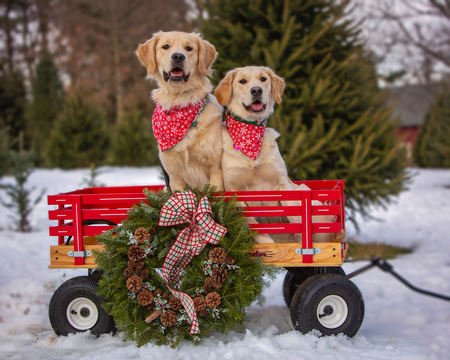 Entry image for Eli and Ember. Clicking this image will show a larger photo