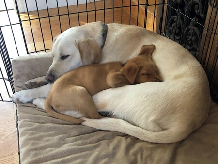 Entry image for Dempsey and Wyatt. Clicking this image will show a larger photo