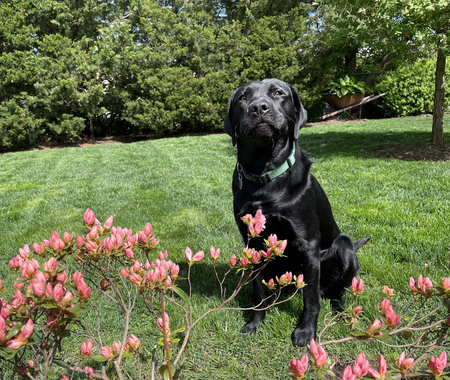 Entry image for Kingsley. Clicking this image will show a larger photo