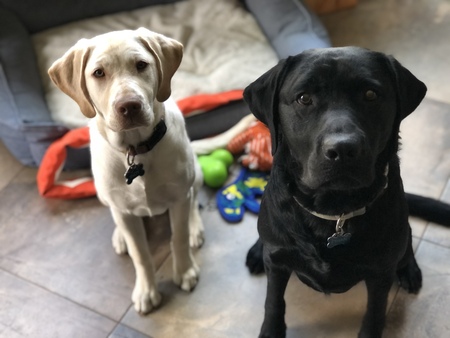 Entry image for Indy and Ethan. Clicking this image will show a larger photo