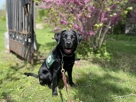 Entry image for Penny. Clicking this image will show a larger photo