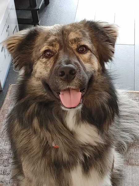 Samson 