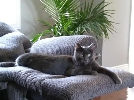 Smokey