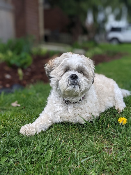 Milo