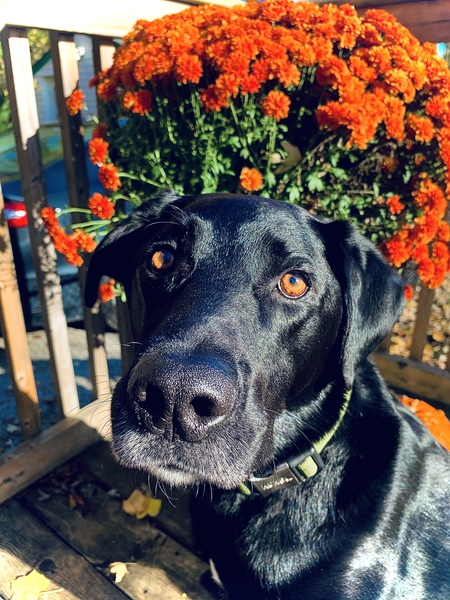 Finn