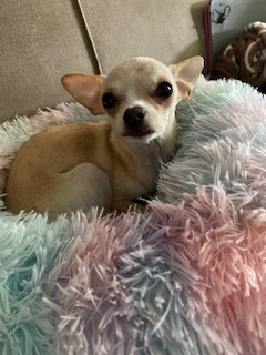 Bella