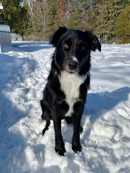 Cooper