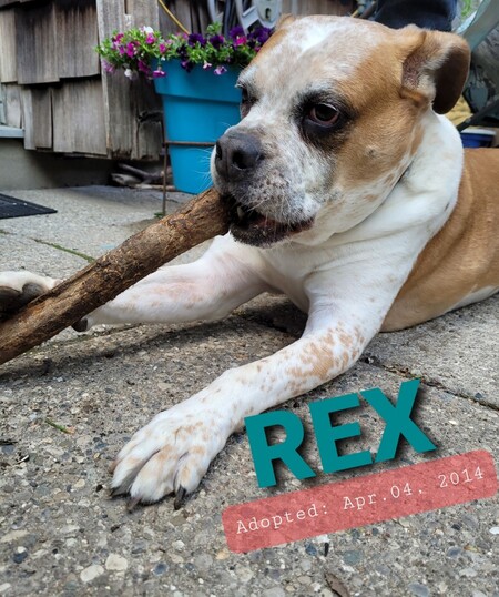 Rex
