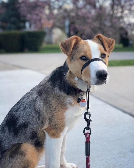 Echo