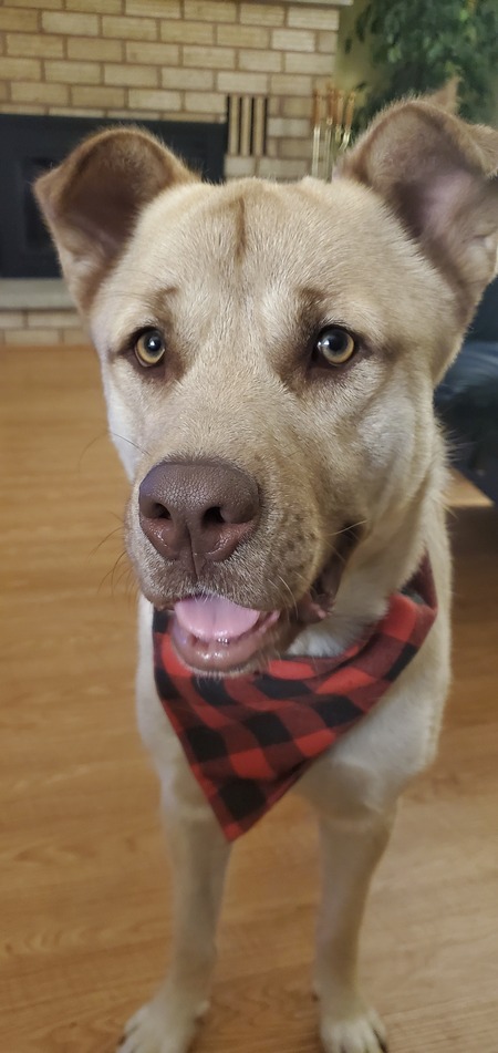 Finnegan