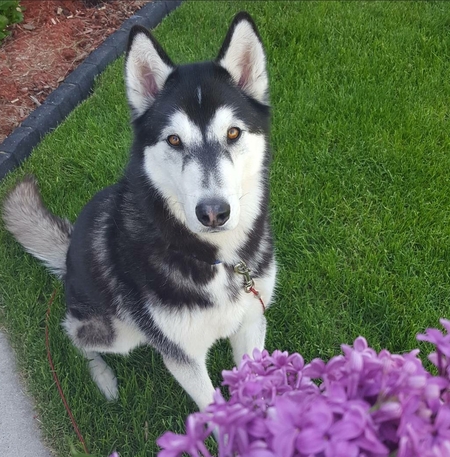 Neeko