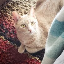 Gracie 