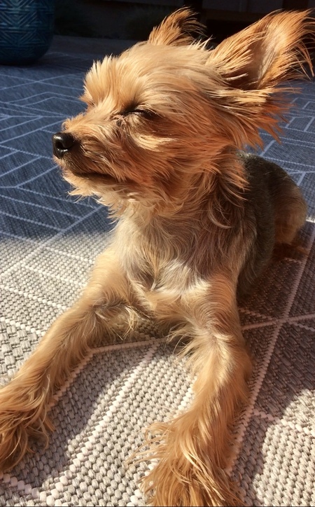 Sibou 