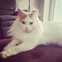 George