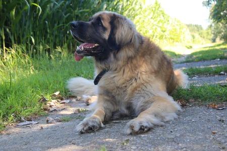 Reyka