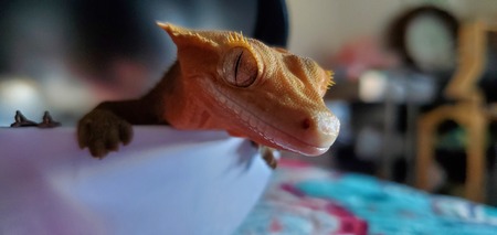 Norbert