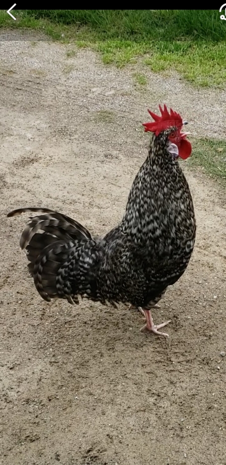 Pepper